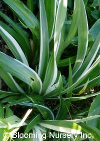 Iris japonica 'Variegata'